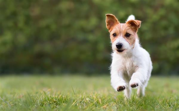 توله سگ خانگی جک راسل تریر بازیگوش و شاد در حال دویدن در چمن ها و گوش دادن با گوش های خنده دار
