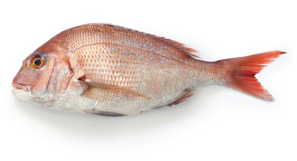 ماهی قرمز ژاپنی تای مادای اسنپر پاگروس ماژور جدا شده در زمینه سفید