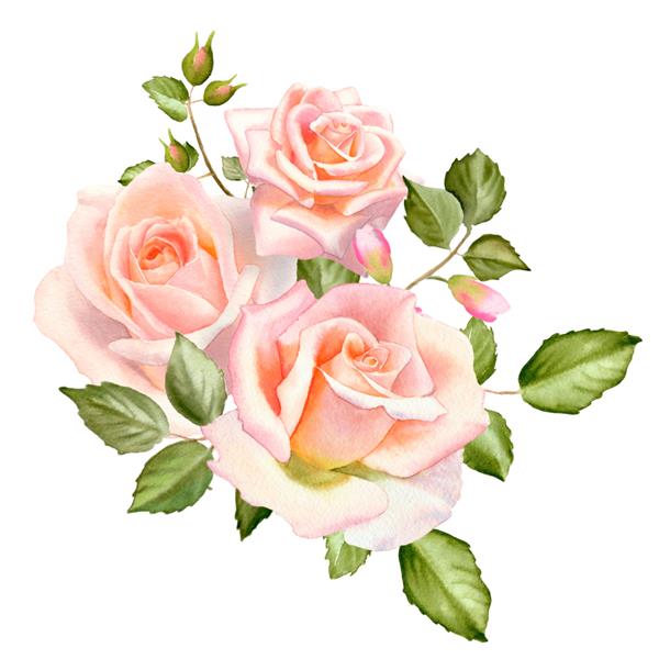 گل‌های رز رژگونه آبرنگی جدا شده روی پس‌زمینه سفید طراحی زیبا و مد روز برای دعوت عروسی پوستر کارت تبریک و طراحی وب طراحی با دست تصویر گل