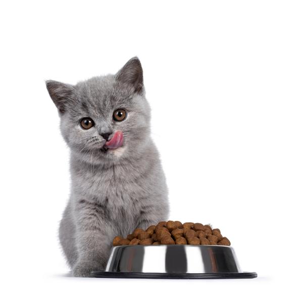 بچه گربه بریتانیایی لاک پشتی ناز با موی کوتاه پشت کاسه ای پر از غذای خشک قهوه ای گربه نشسته است با چشمان قهوه ای به دوربین نگاه می کند جدا شده در زمینه سفید زبان بیرون تمیز کردن دهان