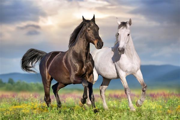 دو اسب زیبا در زمین گل با آسمان آبی پشت سر می دوند