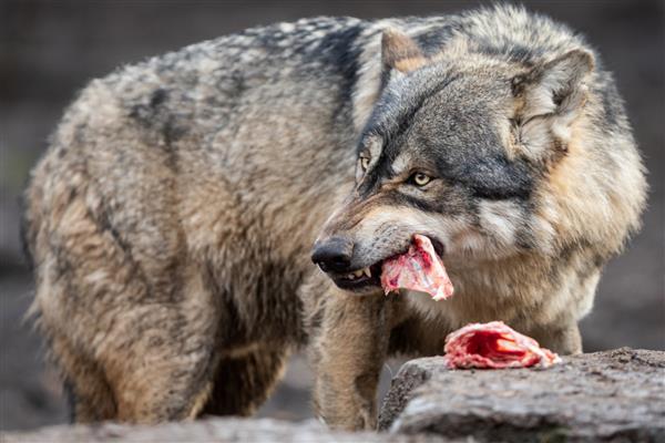 گرگ خاکستری در حال خوردن گوشت در جنگل