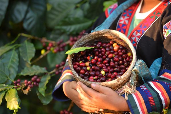 زن آخا در حال چیدن دانه‌های قهوه قرمز روی دسته‌ گلی روی توت‌های قهوه عربیکا درختی در شاخه تجارت صنعت اقتصادی غذای سالم و سبک زندگی در شمال تایلند