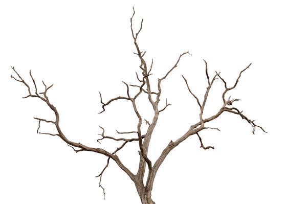 شاخه خشک درخت مرده با پوسته تیره ترک خورده شاخه خشک زیبای درخت جدا شده در زمینه سفید تک درخت قدیمی و مرده چوب چوبی خشک از جنگل جدا شده در زمینه سفید