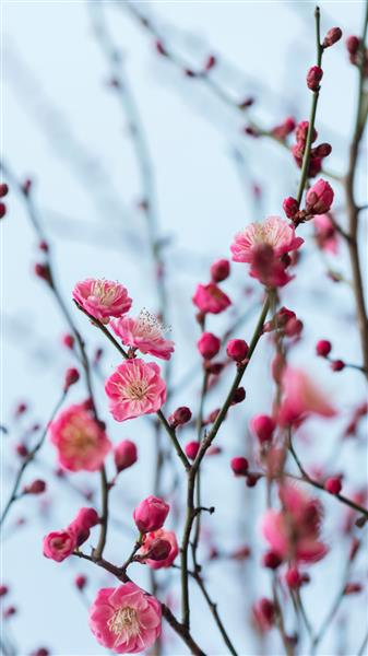 شکوفه های آلو قرمز در بهار شکوفه آلو ده گل برتر در چین است