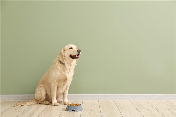 سگ ناز و کاسه با غذا در نزدیکی دیوار رنگی
