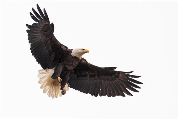 یک عقاب طاس آمریکایی که برای فرود وارد می شود
