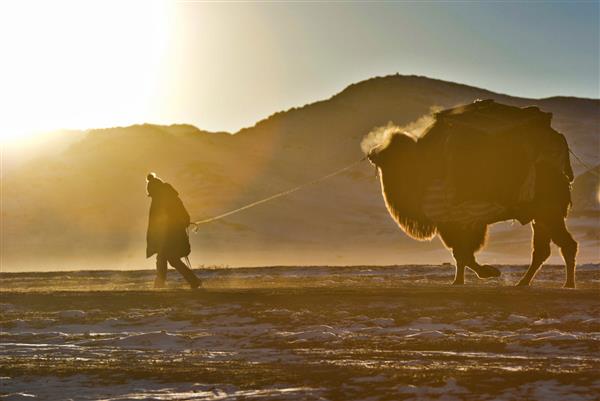 کاروانی از شترهای دو کوهانه که گله را در طول مهاجرت بهاری در کوه های برفی آلتای مغولستان غربی هدایت می کنند