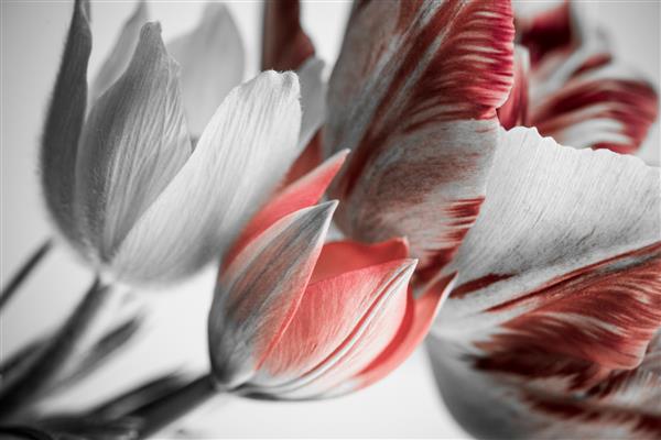 لاله های قرمز و گل های بهاری در زمینه سفید دسته گل