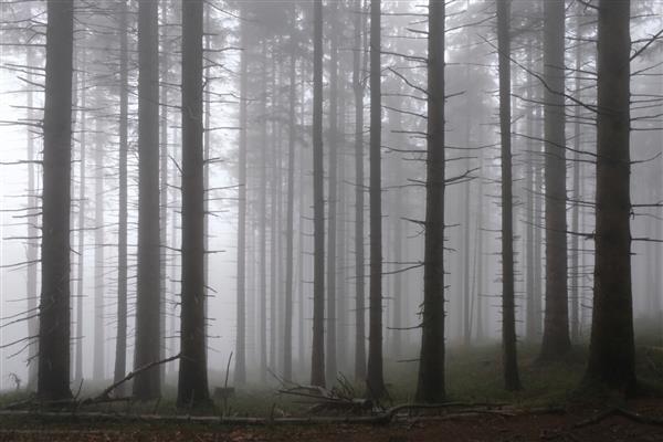 جنگل مه آلود و مه آلود