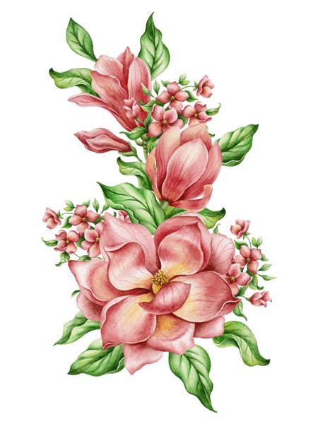 مجموعه ای بزرگ از گل های زیبای ماگنولیا آبرنگ دست ساز