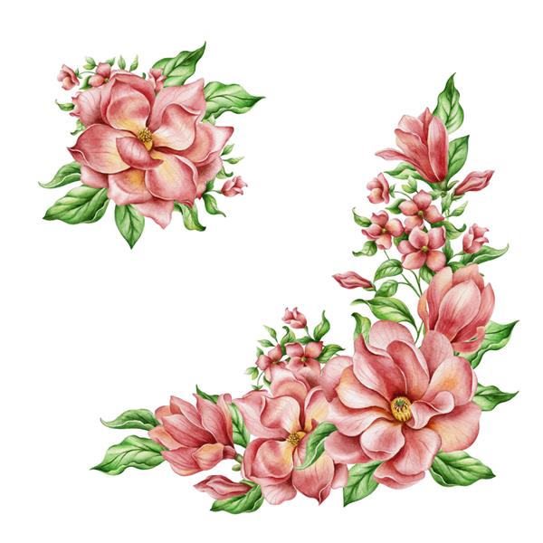 مجموعه ای بزرگ از گل های زیبای ماگنولیا آبرنگ دست ساز