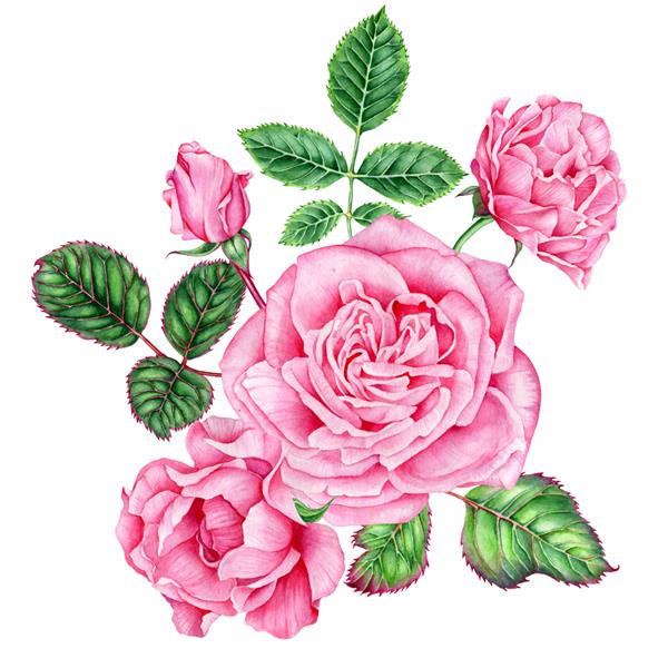 شاخه ای از گل رز صورتی با یک غنچه جدا شده در زمینه سفید آبرنگ تصویر طراحی شده با دست