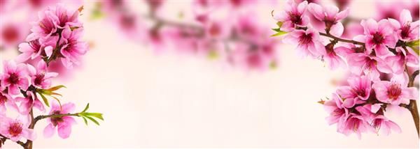 شکوفه هلو صورتی در بهار نمای پانوراما گسترده