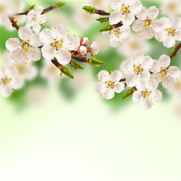درخت زردآلو زیبای شکوفه بهاری