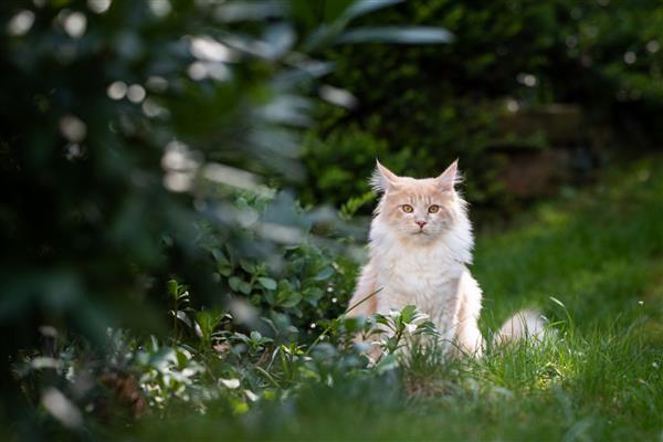 نمای جلوی یک گربه مین کون کرم تابی که در باغ نشسته و به دوربین احاطه شده توسط گیاهان نگاه می کند