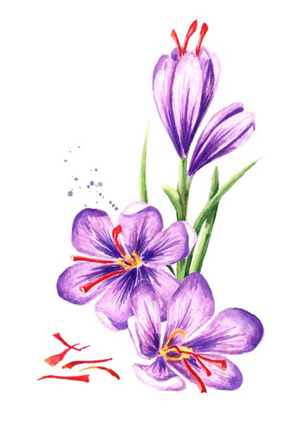 گل زعفران با نخ تصویر طراحی شده با آبرنگ جدا شده در پس زمینه سفید