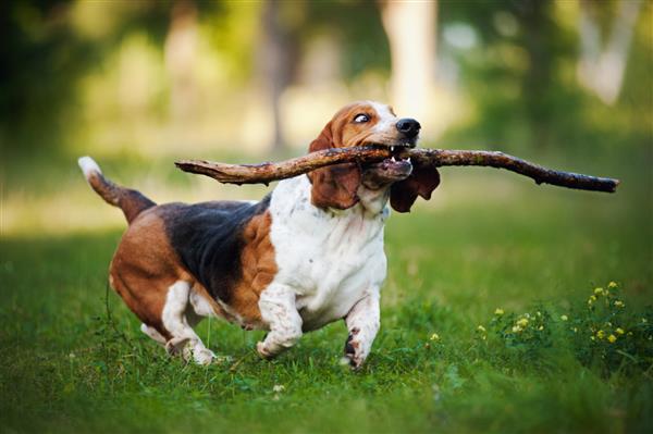 سگ فانی سگ باست تازی که روی چمن با چوب می دود