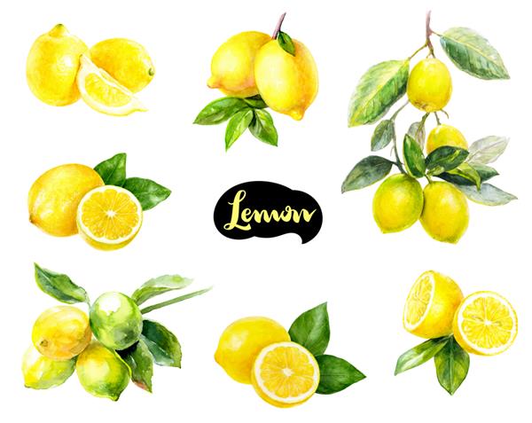 مجموعه آبرنگ میوه های لیمویی با تصویر کشیدن دستی