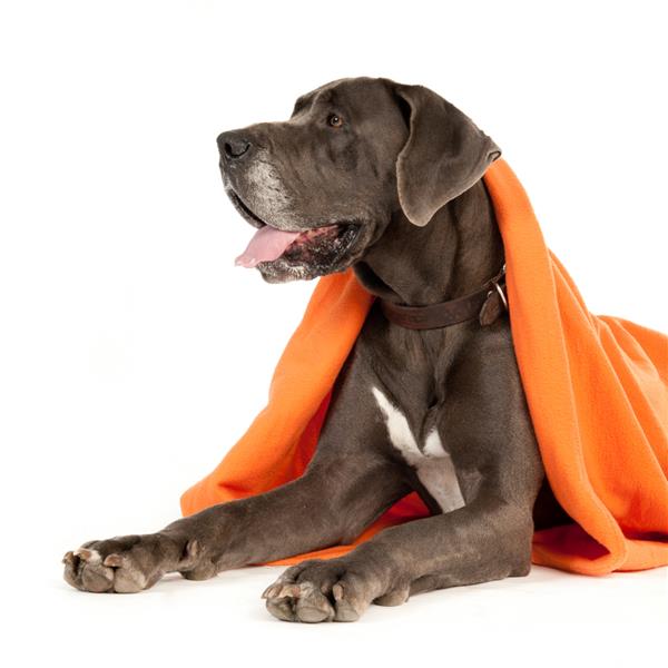 یک سگ گریت دین در نیمه راه زیر یک پتوی نارنجی پنهان شده است