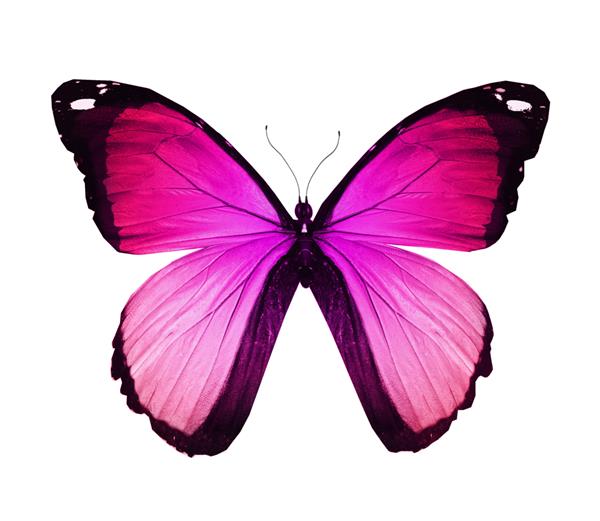 پروانه بنفش صورتی جدا شده روی سفید