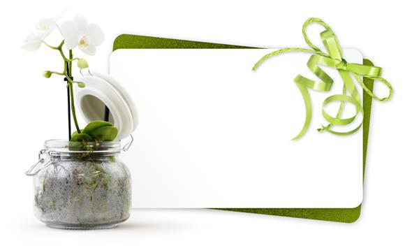 کارت هدیه و گیاه گل ارکیده در گلدان شیشه ای با روبان سبز جدا شده در پس زمینه سفید گل فروشی یا مفهوم تبریک هدیه