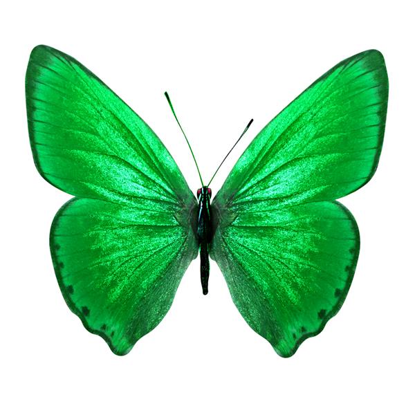 پروانه سبز جدا شده در زمینه سفید