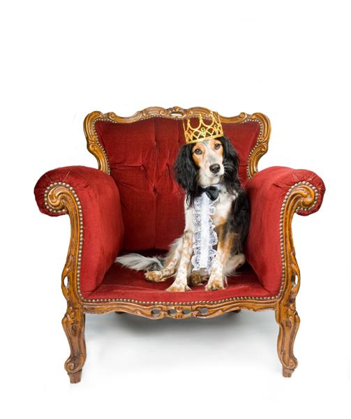 سگ پادشاه بر تختش نشسته است