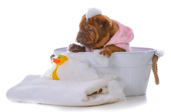 توله سگ ماده دوگ بوردو در حال حمام کردن در زمینه سفید