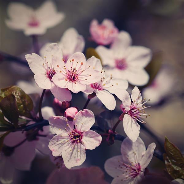 درخت شکوفه پس زمینه طبیعت در روز آفتابی گل های بهاری باغستان زیبا و پس زمینه تار انتزاعی مفهومی برای فصل بهار - ساکورا گیلاس ژاپنی