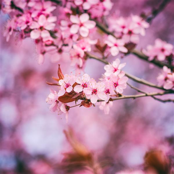 شکوفه دادن گیلاس ژاپنی با گلهای صورتی رنگی پس زمینه گل طبیعی بهاری تصویر ماکرو با فضای کپی مناسب برای کاغذ دیواری یا کارت تبریک