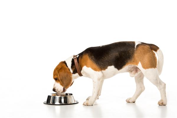 نمای جانبی سگ بیگل در حال خوردن غذای سگ جدا شده روی سفید