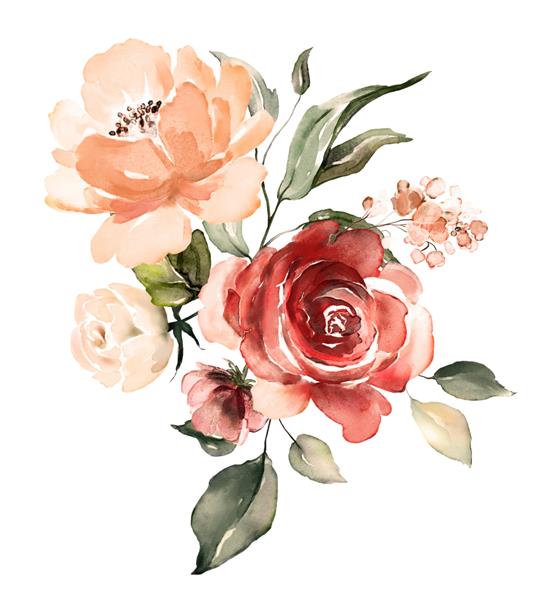 گل های آبرنگ تصویر گل برگ و جوانه ترکیب گیاه شناسی برای کارت عروسی یا تبریک شاخه گل - گل رز انتزاعی ادریسی