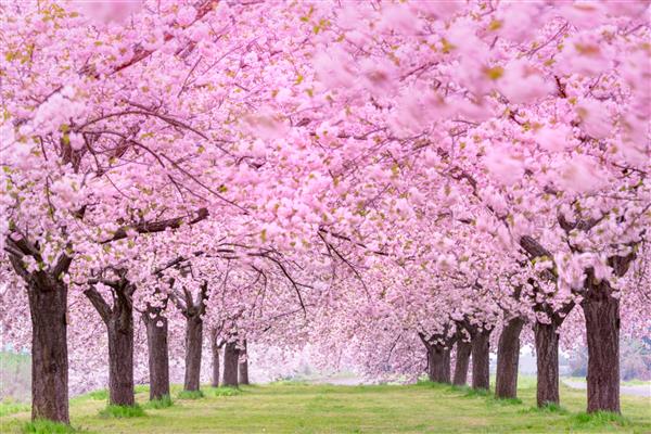 شکوفه های گیلاس زیبا Obuse-machi ژاپن استان ناگانو