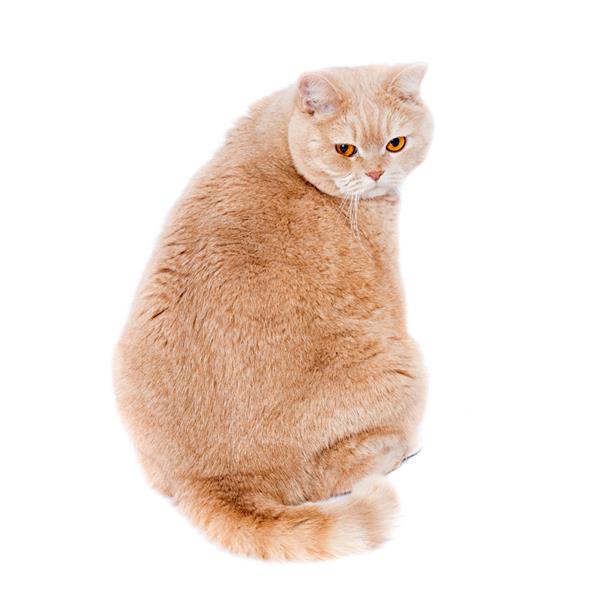 کرم راست اسکاتلندی گربه - رنگی یک گربه چاق با موهای قرمز به پشت نشسته و به قاب نگاه می کند