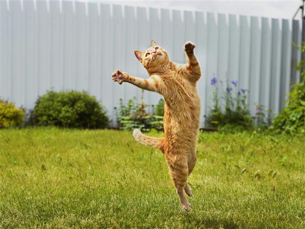 گربه زنجبیلی در حال پریدن روی چمن سبز یا گربه رقصنده