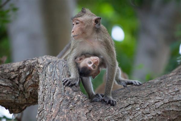یک میمون بامزه در جنگل طبیعی تایلند زندگی می کند