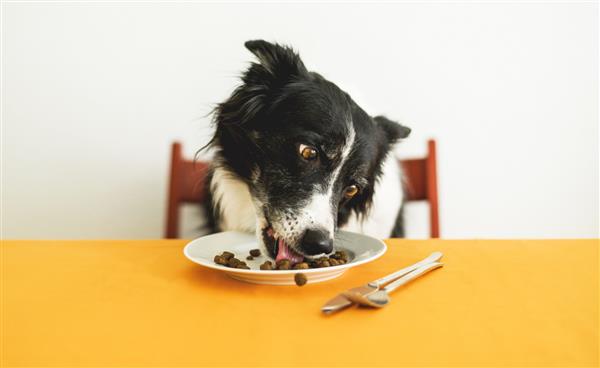 گرانول خوردن سگ کولی مرزی زیبا و باهوش پشت میز نشسته و غذای سگ را از بشقاب می لیسد