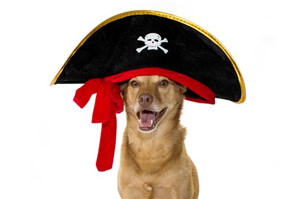 سگ نژاد مخلوط شاد با کلاه دزدان دریایی هالووین ماردی گراس یا لباس کارناوال ایزوله شده در برابر پس زمینه سفید
