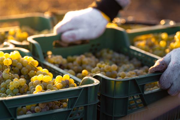 برداشت انگور در تاکستان شراب‌ساز جعبه‌ای با انگورهای تازه چیده شده را روی کامیون می‌گذارد