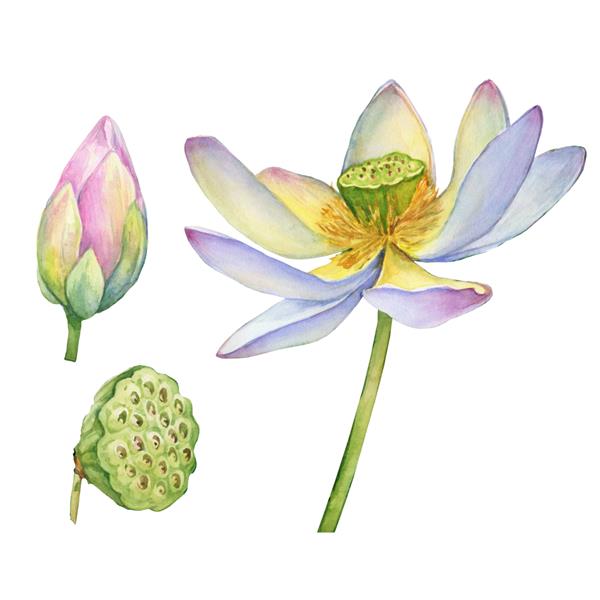 مجموعه ای از گل نیلوفر آبی هندی با برگ سر بذر جوانه همچنین به عنوان لوبیا مصری Nelumbo nucifera شناخته می شود تصویر نقاشی دستی با آبرنگ جدا شده روی پس‌زمینه سفید