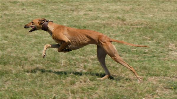 Greyhound در تعقیب یک خرگوش مکانیکی خرگوش می دود