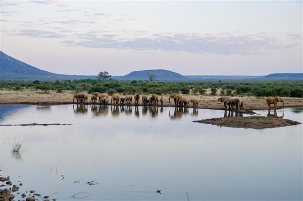 گله ای از فیل های آفریقایی در حال نوشیدن در یک چاله آب گل آلود پارک ملی آفریقای جنوبی عکاسی واقعی حیات وحش