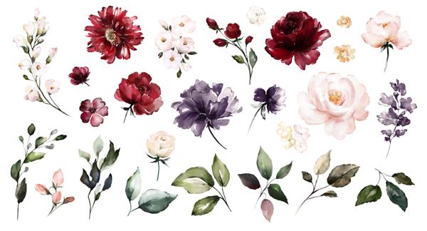 مجموعه عناصر آبرنگ مجموعه گل رز باغ قرمز گل های شرابی برگ شاخه تصویر گیاه شناسی جدا شده در پس زمینه سفید جوانه گل