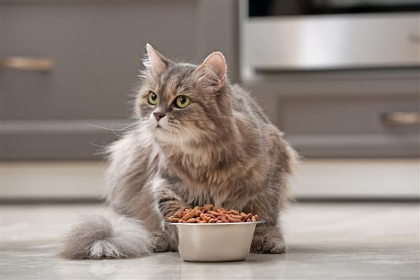 گربه ناز نزدیک کاسه با غذا در خانه