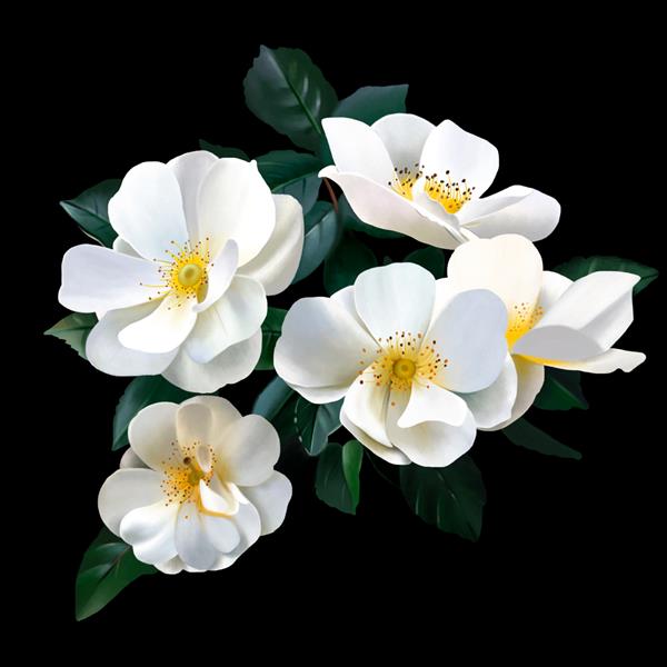یک دسته گل رز سفید مجلل در زمینه مشکی رز ملکه واقعی گل ها و یکی از تصاویر مورد علاقه در هنر است گل نماد بهار زیبایی و عشق
