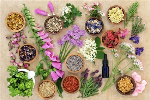 گیاهان و گل های مورد استفاده در طب گیاهی و داروهای هومیوپاتی طبیعی با بطری اسانس آروماتراپی و هاون با هاون روی زمینه کاغذ قهوه ای خشن