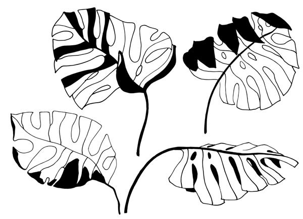 تصویر برگ های گرمسیری طراحی گیاه هیولا با دست
