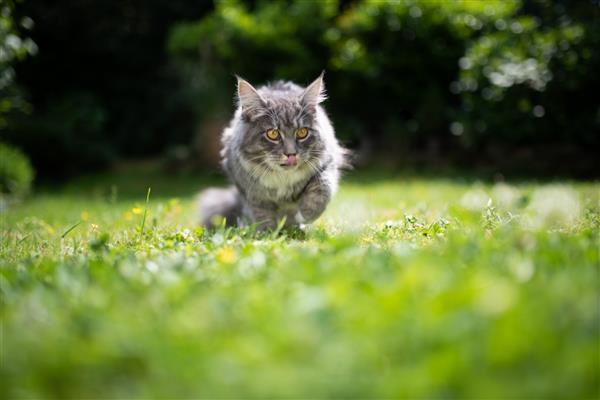 گربه مین کون آبی رنگ جوان در فضای باز در باغ روی چمن که زبانش را بیرون زده و روی بینی اش لیس می زند در روز آفتابی که به آینده نگاه می کند