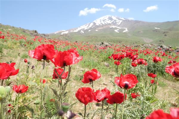 دماوند ایران - 7 جولای 2019 مرتفع ترین کوه ایران نمایی از پایین